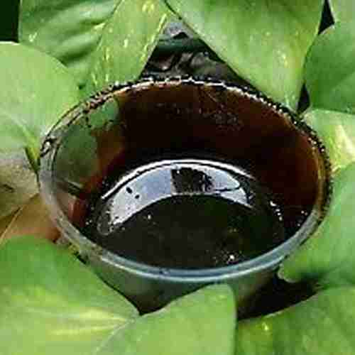 L'Ayahuasca Banisteriopsis Caapi - Ciel Original Chacruna, Le Nom De Chaliponga , Harmala, Mimosa (Coller)