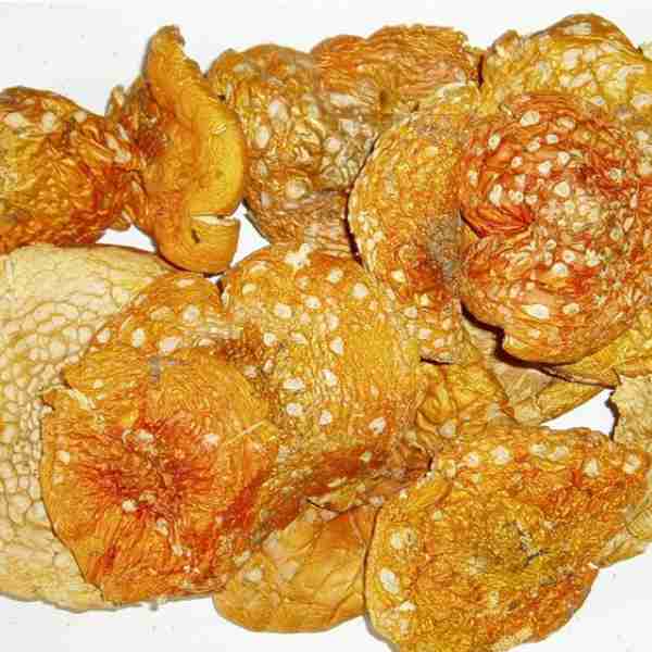 Amanita Muscaria Séchées Cerimona et de Microdosage