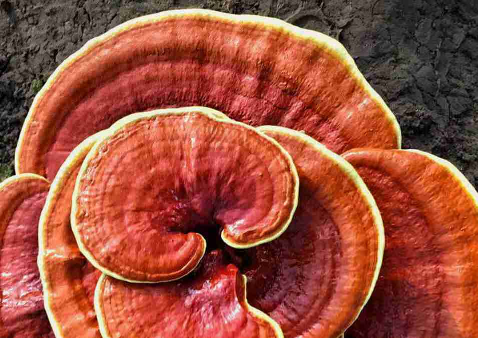 Le Reishi Ling Zhi (Ganoderma Lucidum) Rouge 100% BIO Séchées Entières