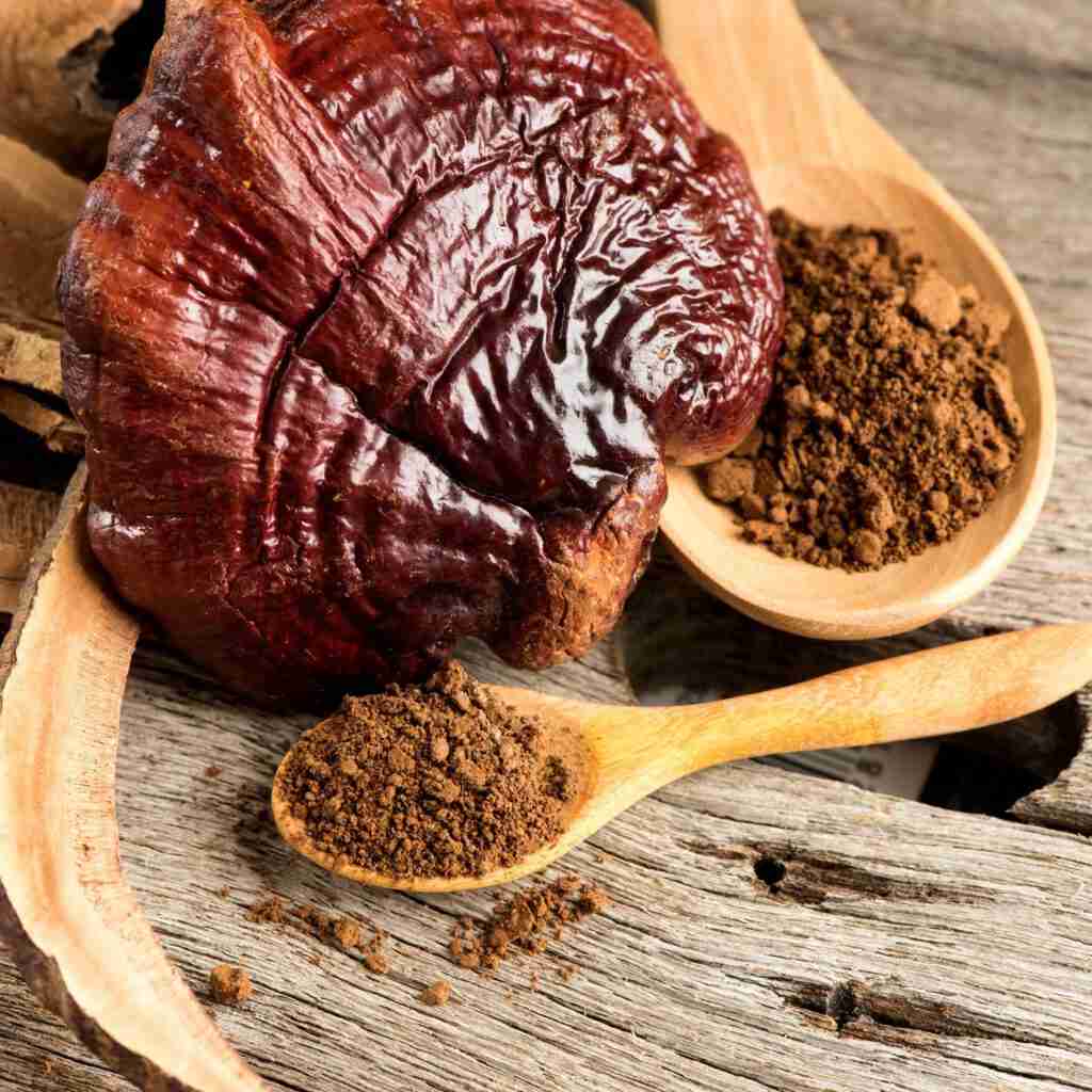 Le Reishi Ling Zhi (Ganoderma Lucidum) Rouge 100% BIO - Poudre d'Extrait 5:1